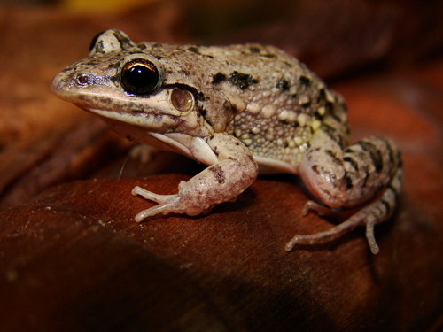 Caatinga White-lipped Frog, Leptodactylus caatingae