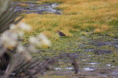 Gallinago nobilis