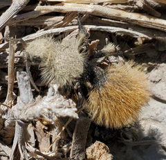 Dasymutilla magna