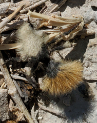 Dasymutilla magna