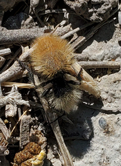 Dasymutilla magna