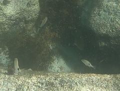Diplodus holbrookii