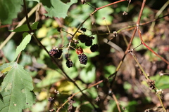 Rubus canadensis