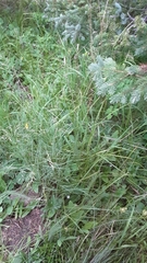 Carex siccata