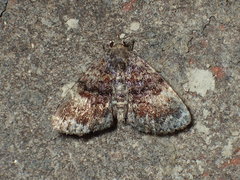 Metalectra richardsi