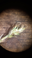 Carex siccata