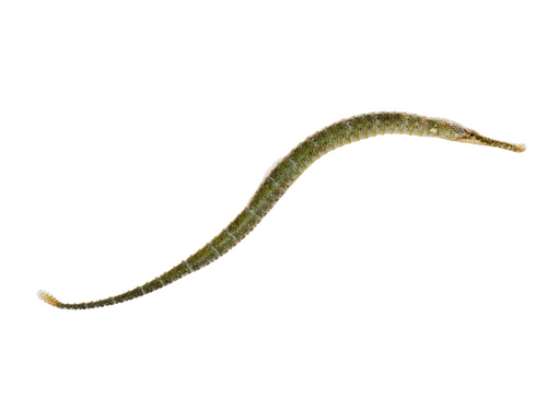 Dusky pipefish (Syngnathus floridae) — Syngnathidae — 2