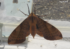Clanis undulosa