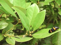 Cosmoscarta abdominalis