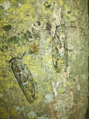 Cicada orni
