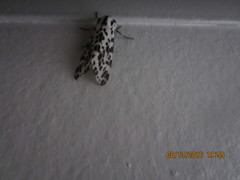 Hypercompe permaculata