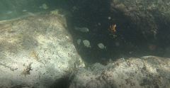 Diplodus holbrookii