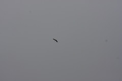 Gallinago nobilis