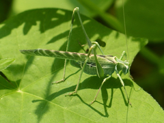 Insara elegans