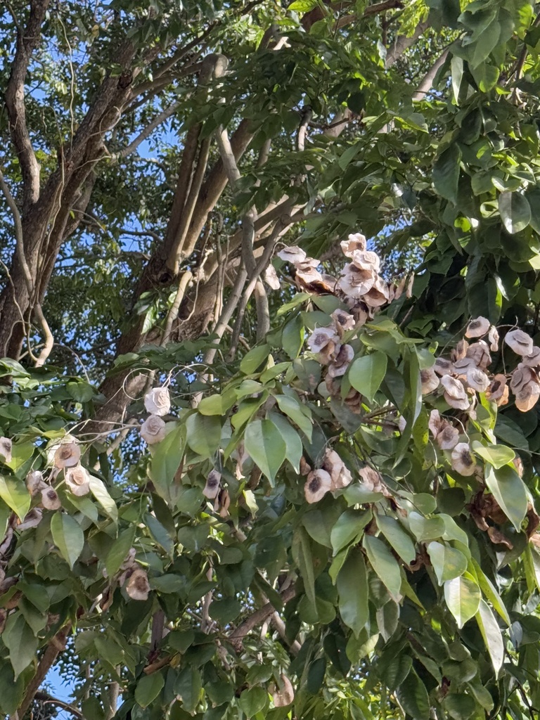 Foto de Amburana