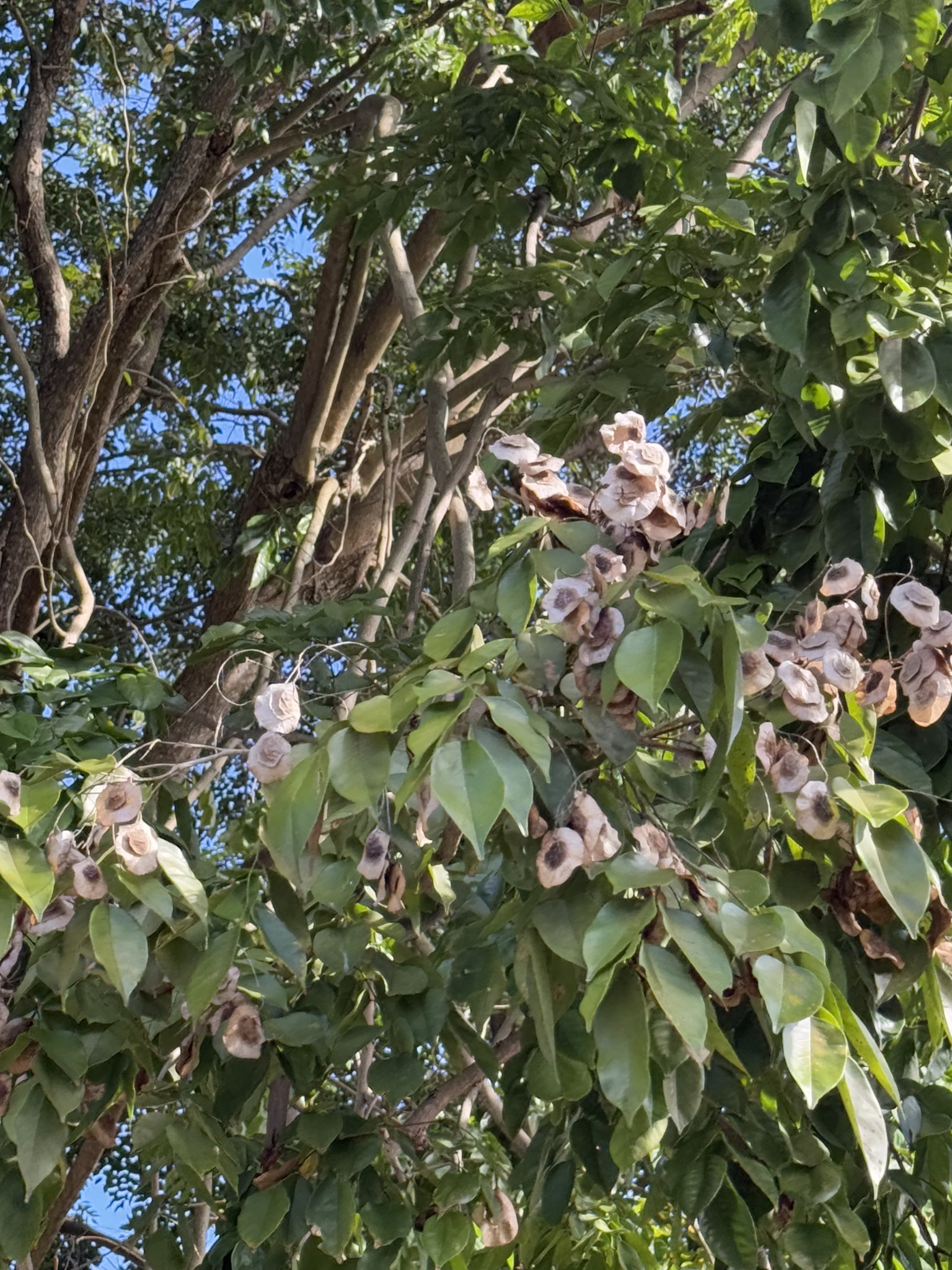 Imagem de Amburana