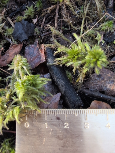 Sphagnum torreyanum, 2025-01-28