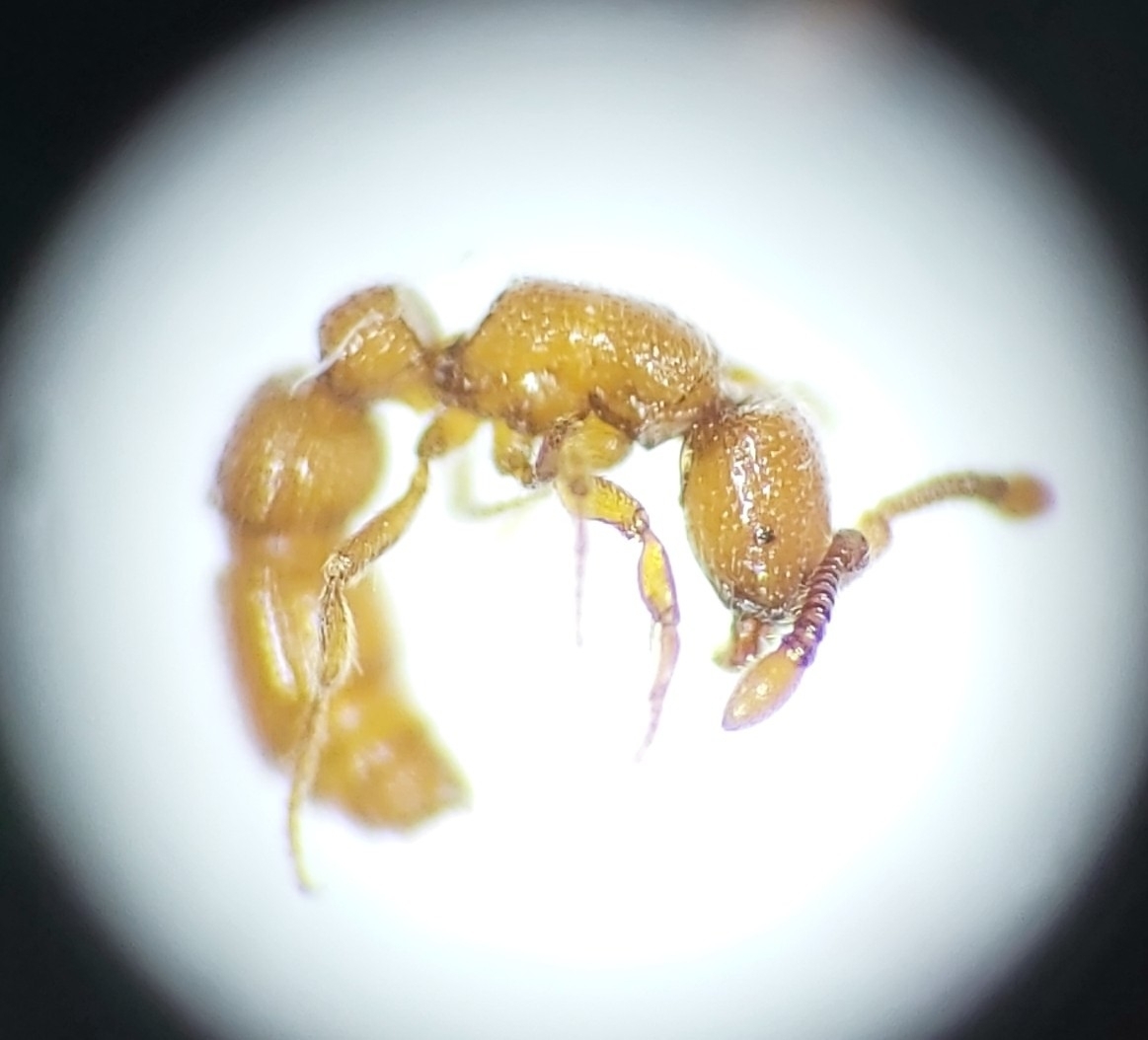 Parasyscia ganeshaiahi