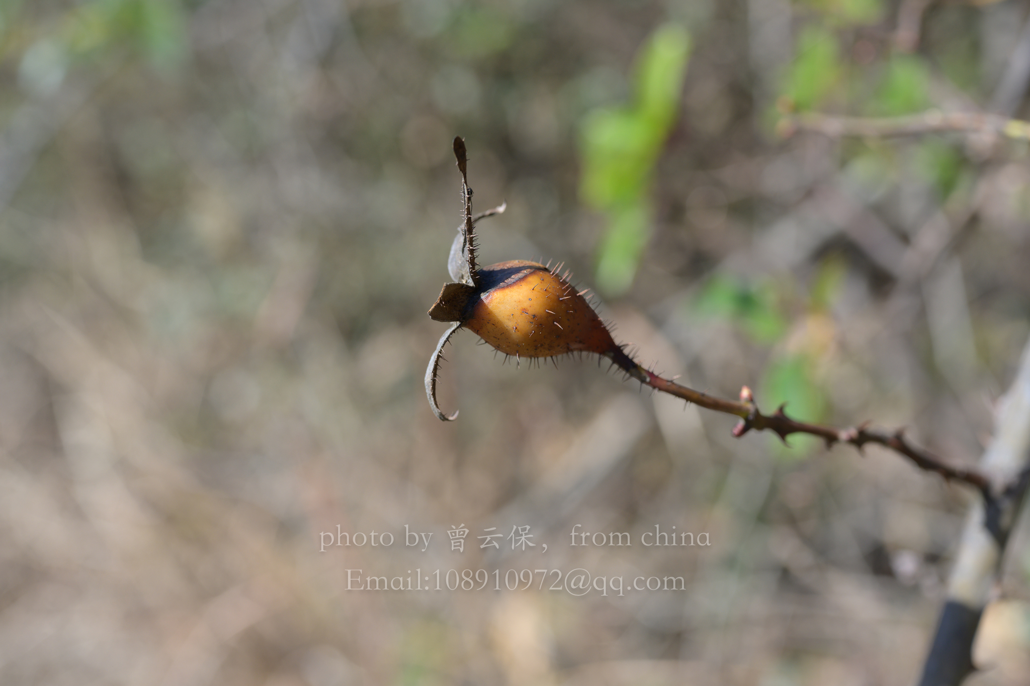 Imagem de Rosa-do-campo