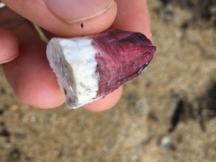 Megabalanus