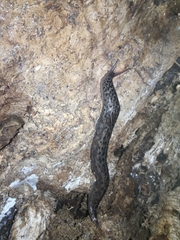 Limax maximus