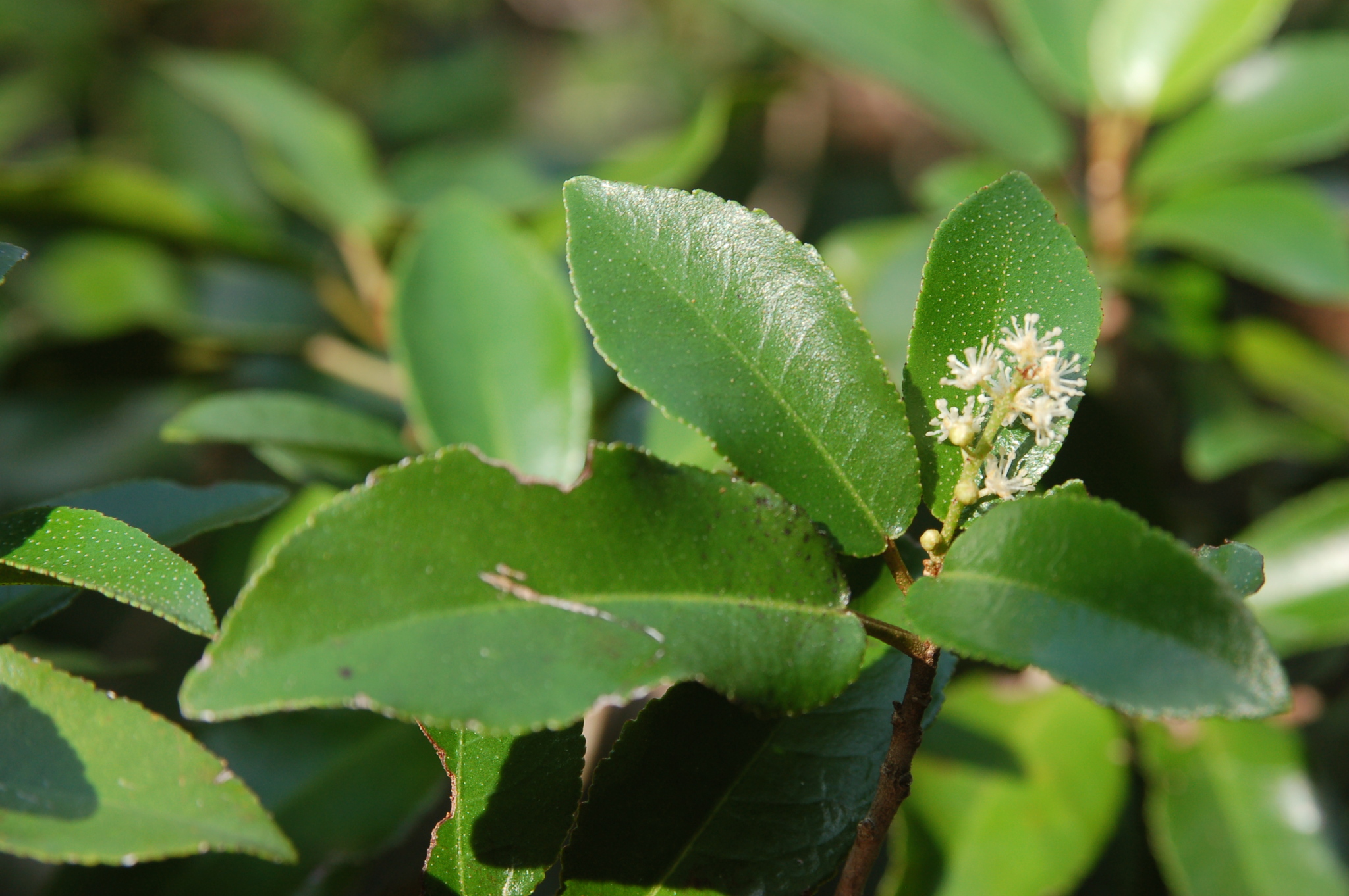 Croton jamaicensis