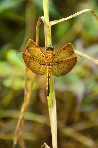 Neurothemis ramburii