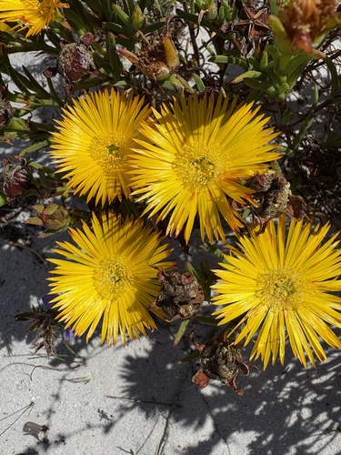 Image of Twocolour Brightfig (Lampranthus bicolor) by (c) Charleen Brunke, some rights reserved (CC BY)