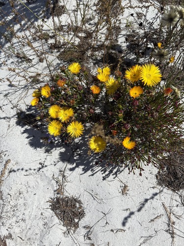 Image of Twocolour Brightfig (Lampranthus bicolor) by (c) Charleen Brunke, some rights reserved (CC BY)