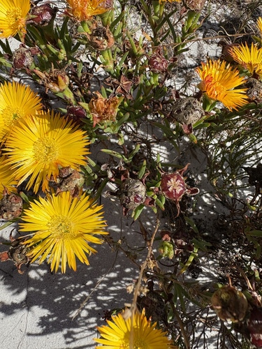 Image of Twocolour Brightfig (Lampranthus bicolor) by (c) Charleen Brunke, some rights reserved (CC BY)