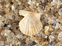 Leptopecten bavayi