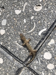 Hemidactylus mabouia