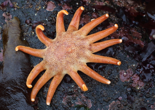 Solaster dawsoni