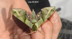 Callambulyx tatarinovii