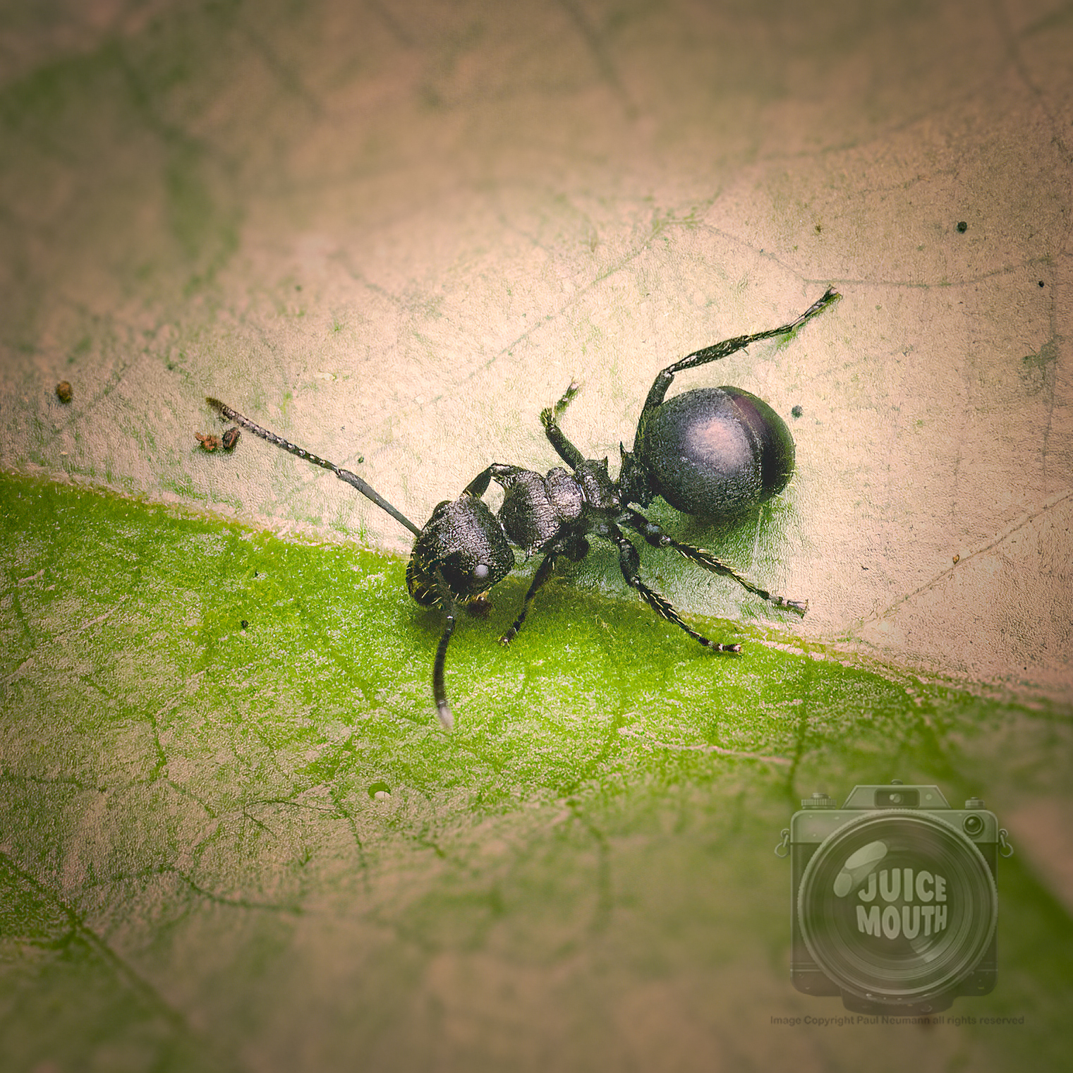 Polyrhachis phidias