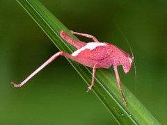 Caedicia pictipes