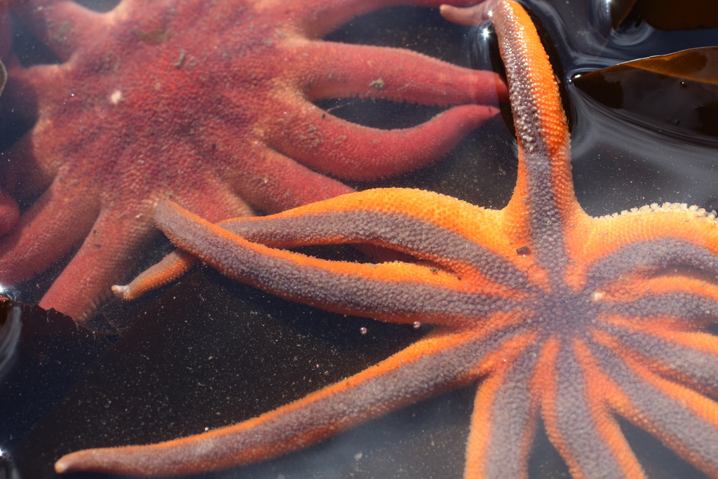 Morning sun star