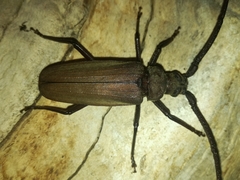 Aegosoma scabricorne