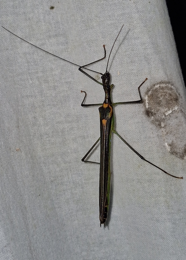 Parastratocles forcipatus