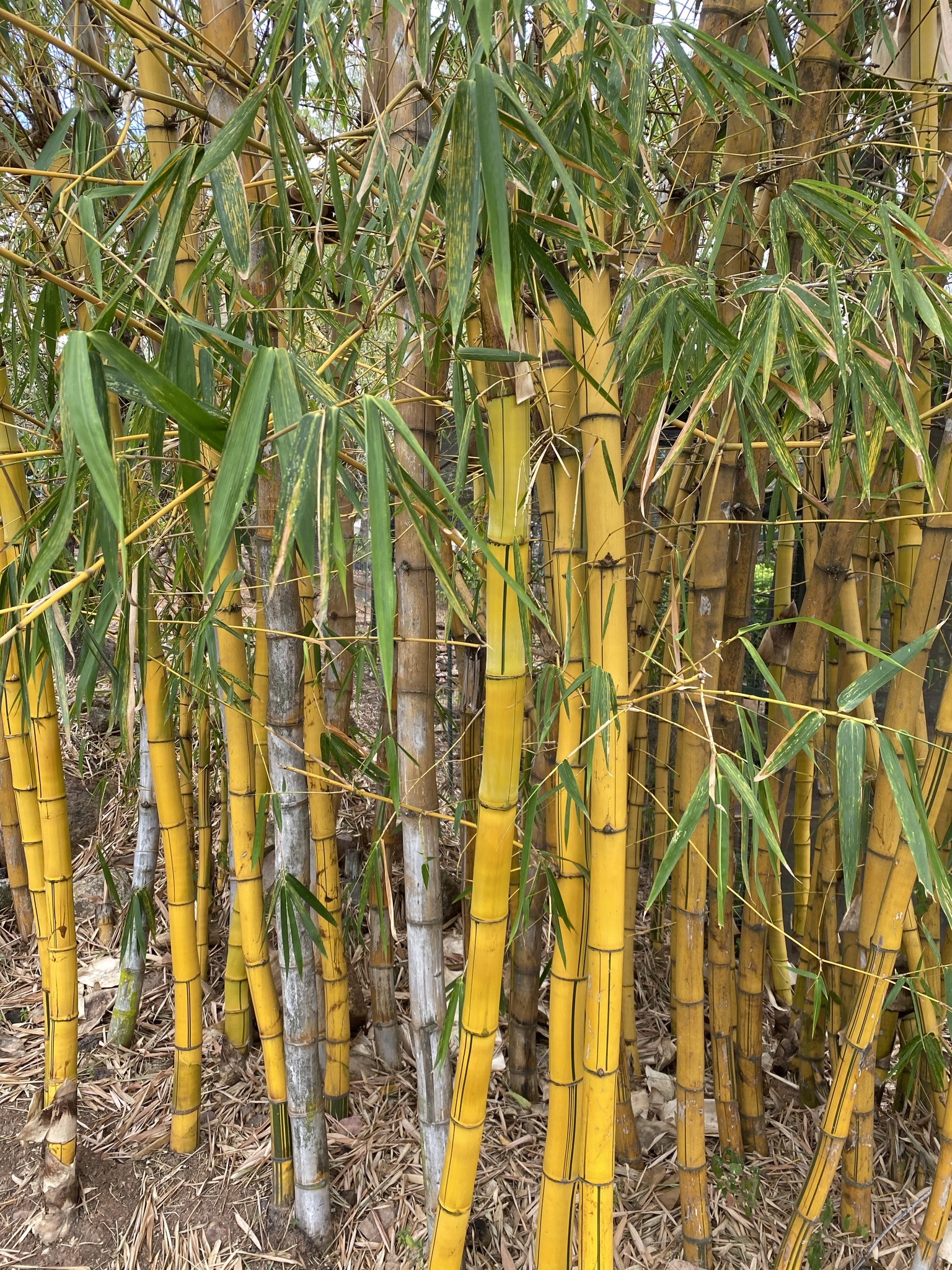 Imagem de Bambu