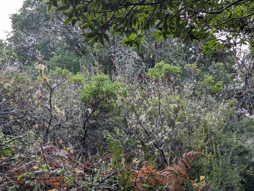 Image of Arctostaphylos virgata by (c) Alexander Wentworth, some rights reserved (CC BY)