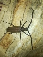 Aegosoma scabricorne