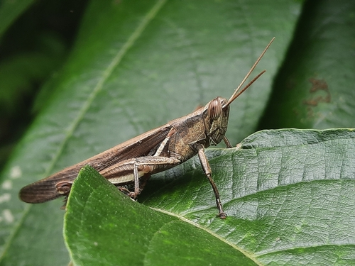 Stenocatantops splendens