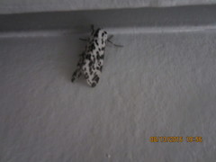 Hypercompe permaculata