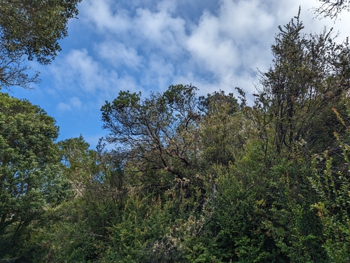 Image of Arctostaphylos virgata by (c) Alexander Wentworth, some rights reserved (CC BY)