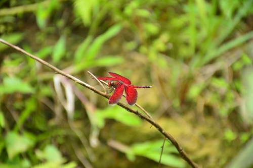 Neurothemis manadensis