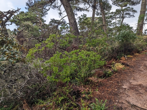 Image of Arctostaphylos virgata by (c) Alexander Wentworth, some rights reserved (CC BY)