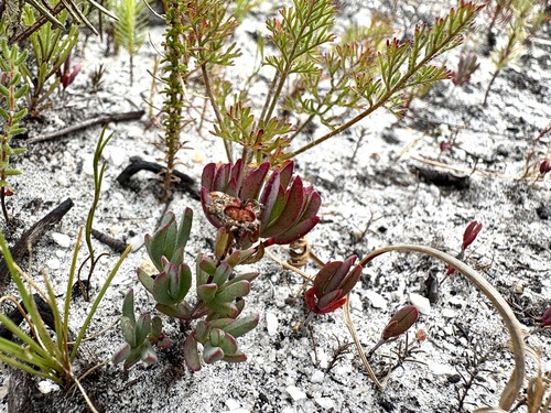 Image of Lampranthus emarginatus by (c) Charleen Brunke, some rights reserved (CC BY)