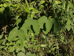 Passiflora mexicana