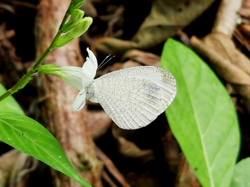 Leptosia nina